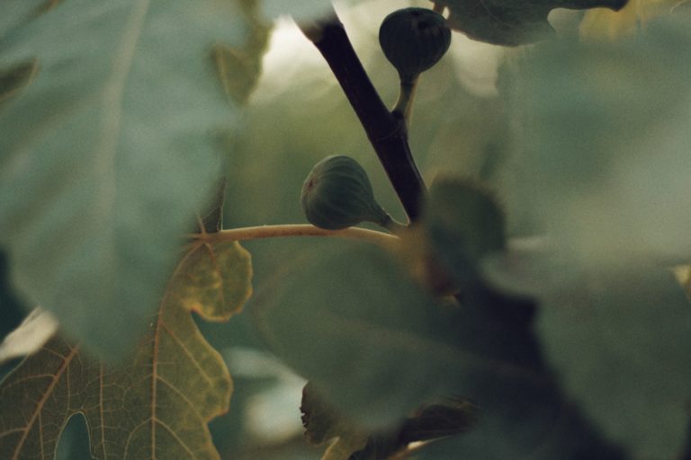 unripe fig fruits on a stem