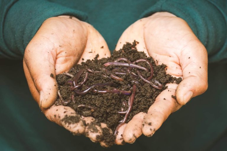 hands holding worm castings and red wigglers
